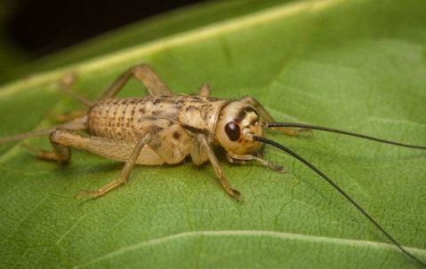 Cricket on leaf
