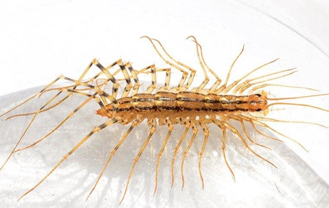 Centipede in a clear round glass container on a white surface.