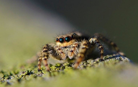spider on a log with moss