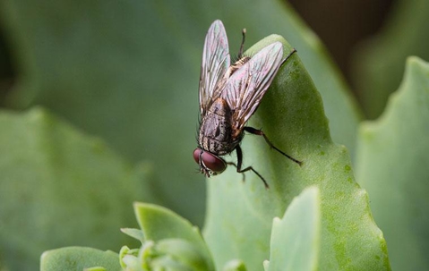 fly sitting on a green plant