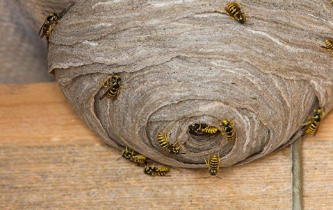 wasp nest with wasps on the outside