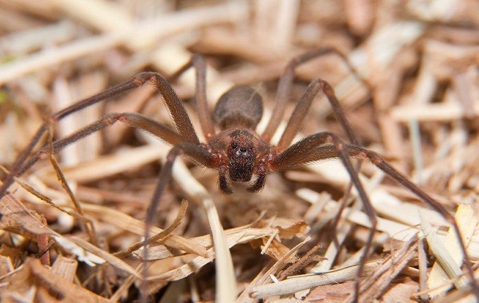 brown recluse near texas home