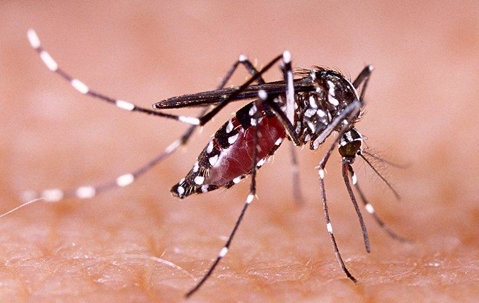 Mosquito drinking blood from someone's skin.