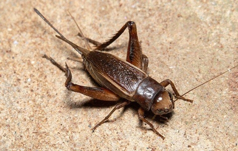 House cricket crawling on a kitchen tile floor.