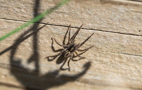spider climbing on a rock wall