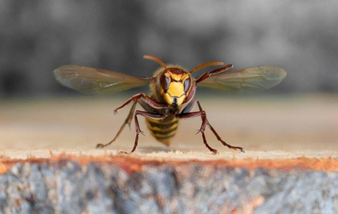 Wasp on a stump