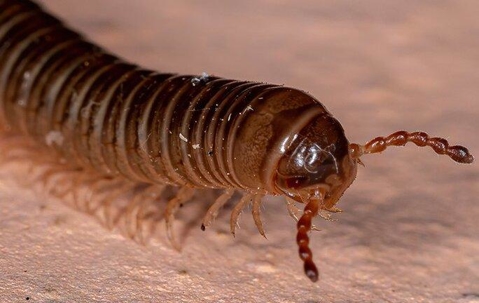 Millipede crawling on a white surface.