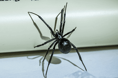 black widow spider climbing a piece of furniture