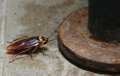 Cockroach on a cement ground