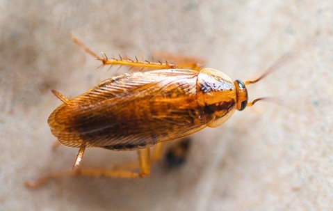 German Cockroach crawling on the floor.