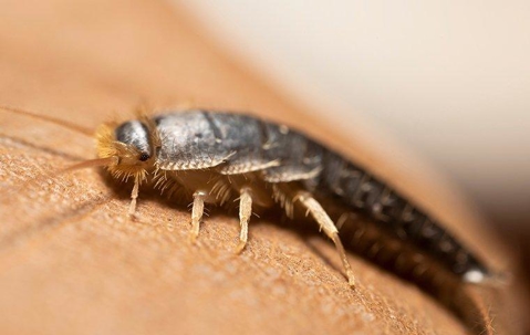 zoomed in on a silverfish