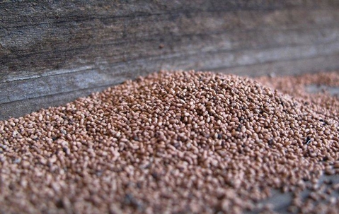 Small mound of termite frass.