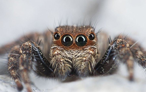 jumping spider in basement