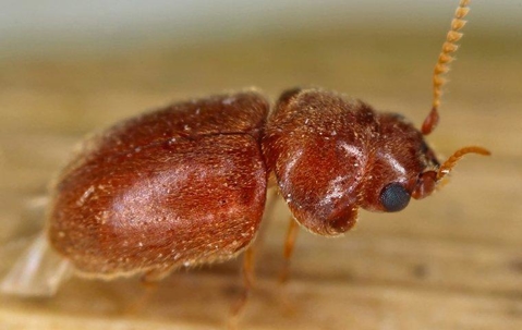 Cigarette Beetle on a dried leaf.