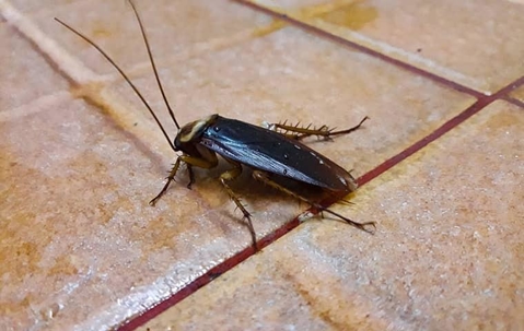 Cockroach crawling on a tile floor.