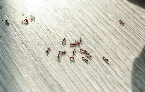 Ants crawling on kitchen floor