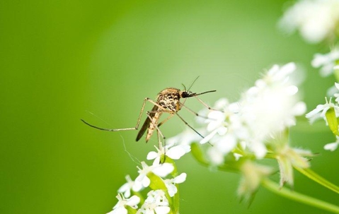 Mosquito on flowers.