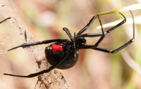 black widow spider hanging from web
