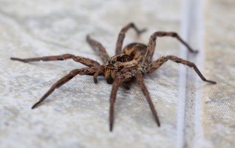 wolf spider on tile floor