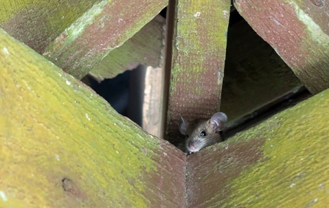 mouse head popping out of a wooden corner
