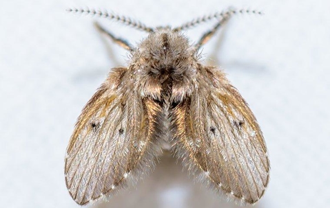 View of top of a moth on a white background