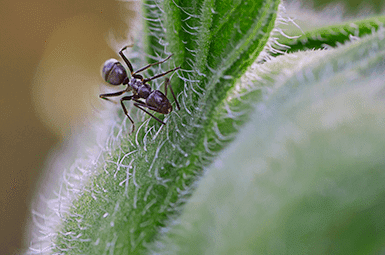 odorous house ant on house plant