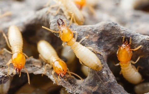 four termites climbing on rock