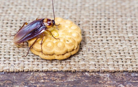 roach climbing on a cookie on a table