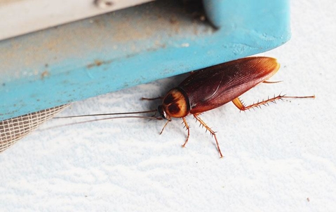 roach on a white surface hiding under a blue piece of wood
