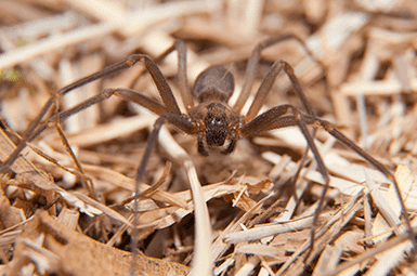 Brown Recluse Spider