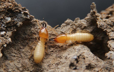 two termites climbing on rocks