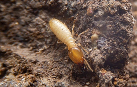 Termite crawling on rotten wood.