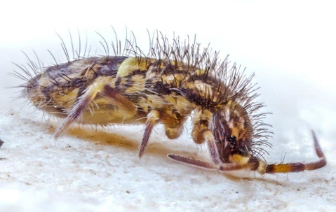 springtail on a white surface