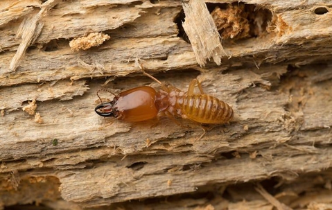 Termite on rotten wood.