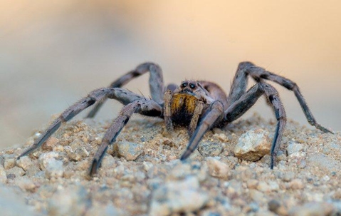 Wolf spider on a pile of rocks