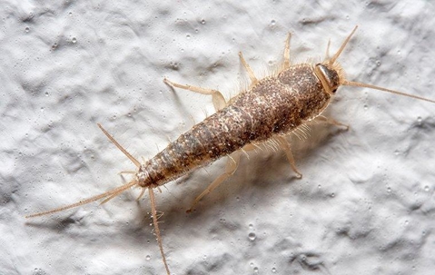 Silverfish crawling on a white painted wall.