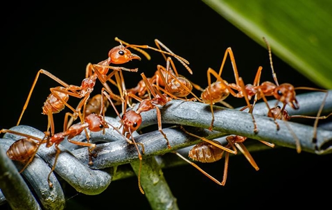 Group of fire ants on a plant