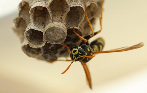 Wasp on a wasp comb
