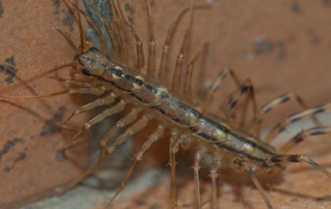 Centipede crawling into a wall.