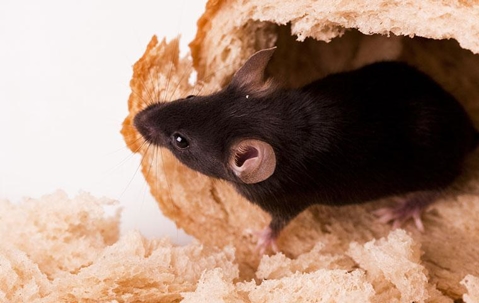 Rodent eating inside of bread loaf.