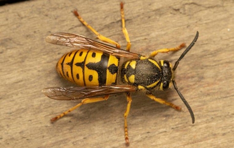 yellow jacket on a brown piece of wood