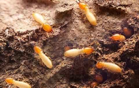 Group of termites on rock