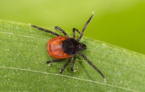red and black tick on a green plant