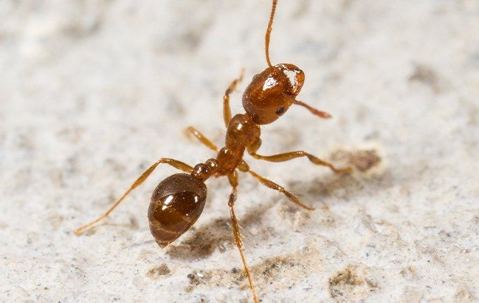 fire ant on a white rock