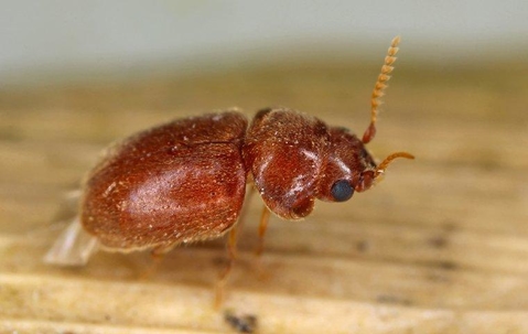 Cigarette Beetle crawling on wood.