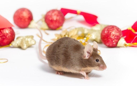 brown mouse with red Christmas ornaments in the background