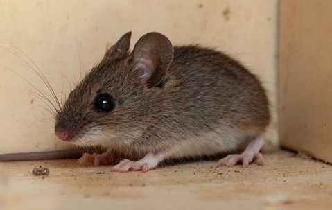 mouse