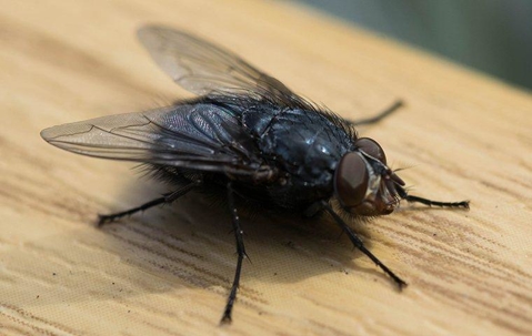 House fly on a kitchen counter.
