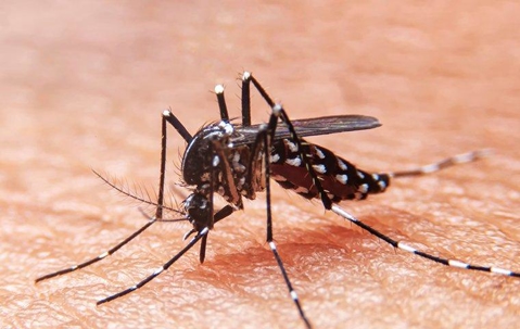 Mosquito biting a persons skin