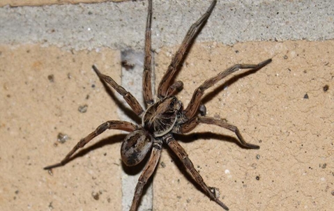 wolf spider crawling on a brick wall